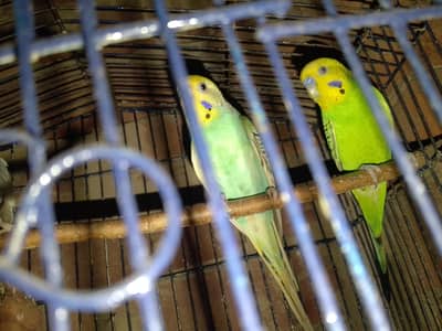 2female 1male for sale