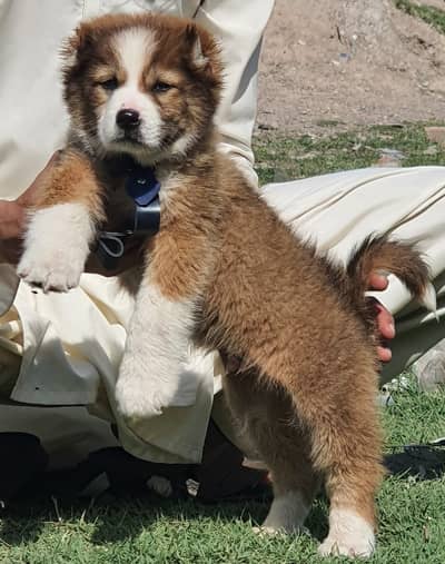 Bakarwal | bakharwal | Caucasian Shepherd | male puppy