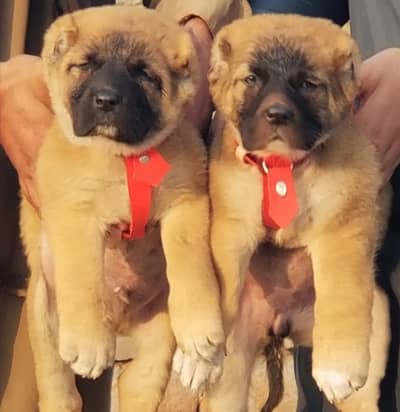 Kangal | kurdish kangal | Turkish kangal | kangal puppies | dog