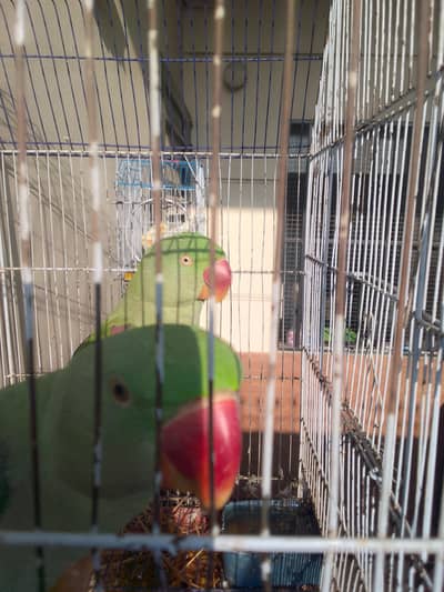 face to face talking tame