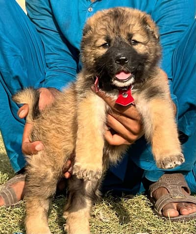 Kangal | kurdish kangal | Turkish kangal | kangal puppies | dog