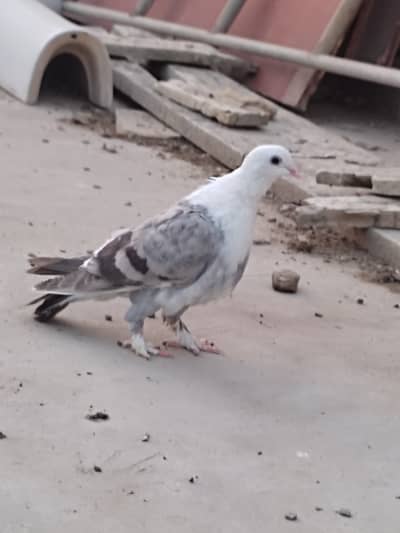 Karbalai 8 Kali female