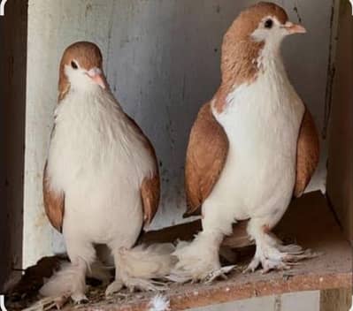 SheraZi breder pairs