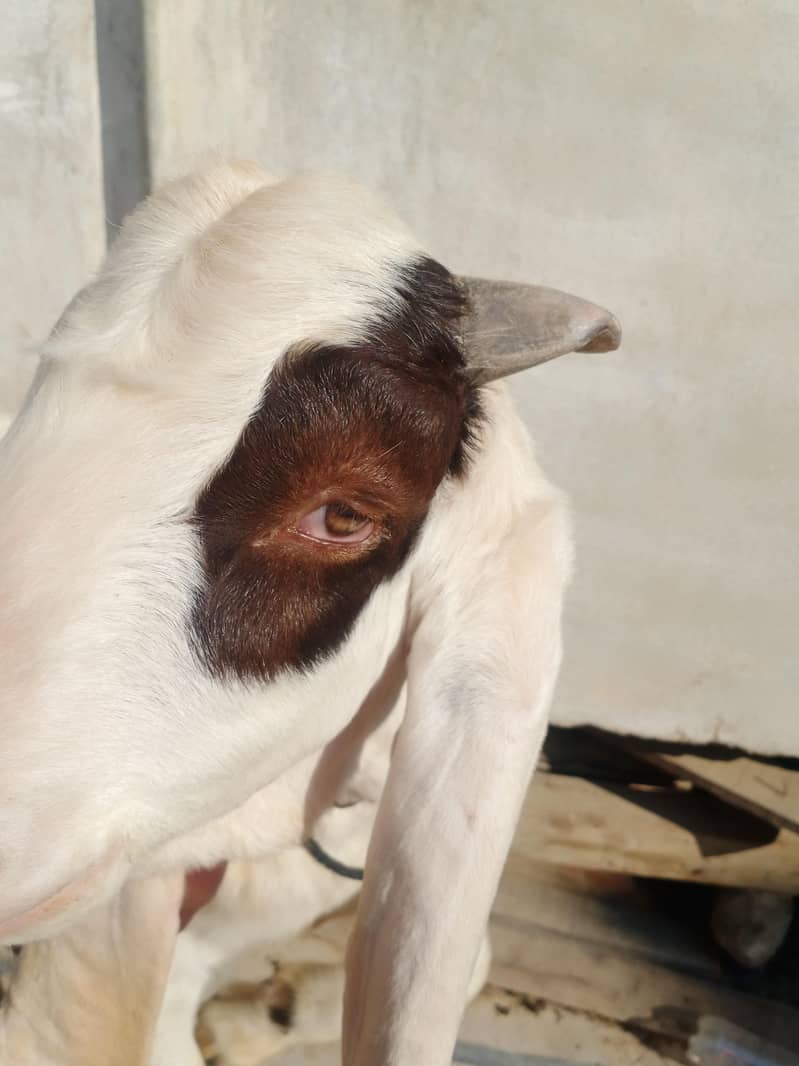 bakra 1