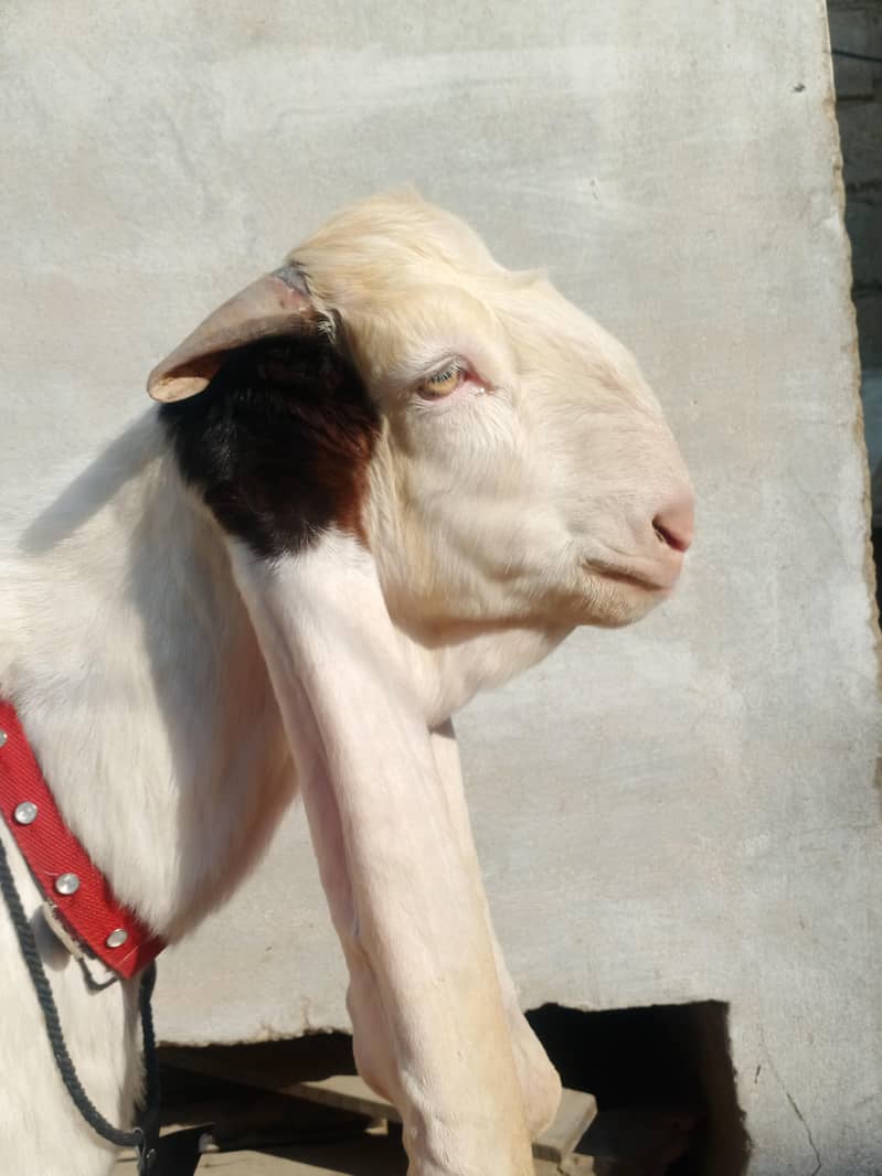 bakra 2