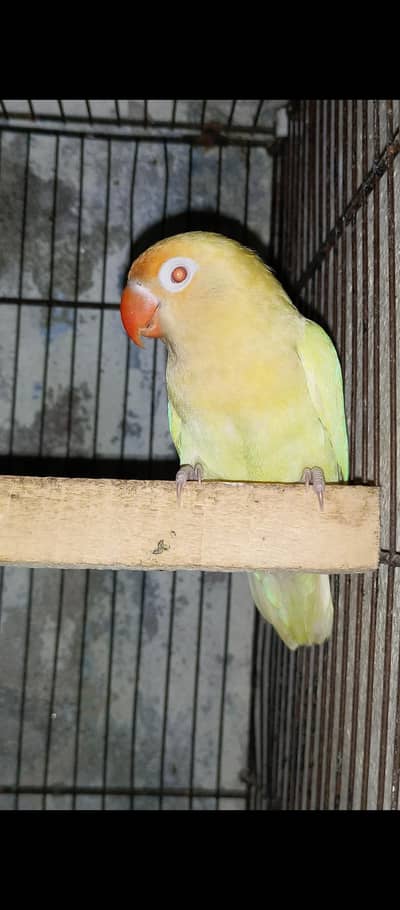 lovebirds,creamino ,decino,green opaline