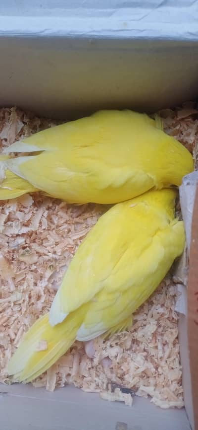 Female yellow Ringneck
