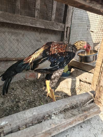 High quality aseel patha avilable 03001670783