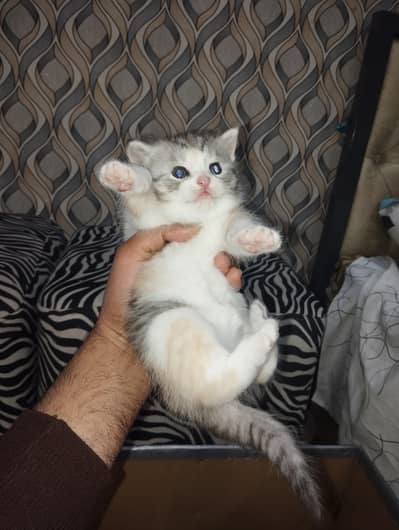 Cute & Healthy Persian Kittens Available