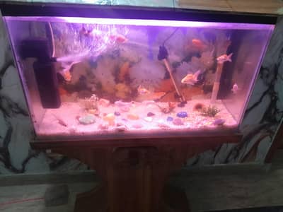 fish aquarium