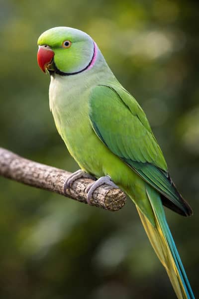 talking mithu ringneck parrot