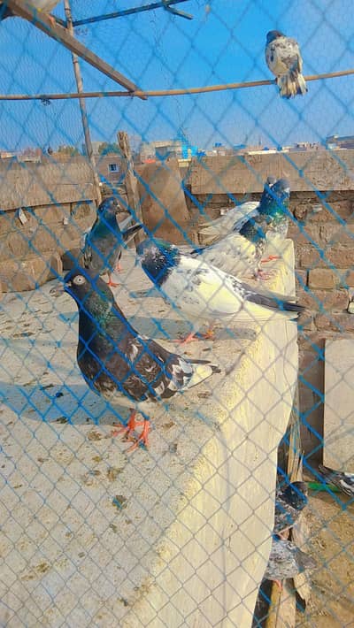 high flyer pigeons