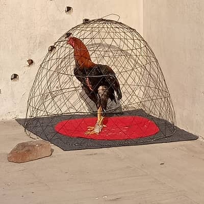 Pakistani aseel patha