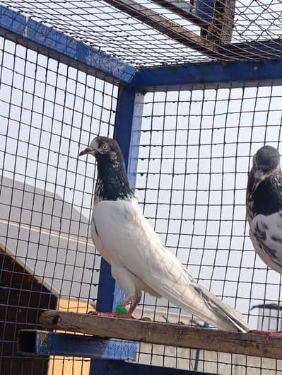 CH SAB waly original teddy females male aur dub wala lakhy tasweerwaly