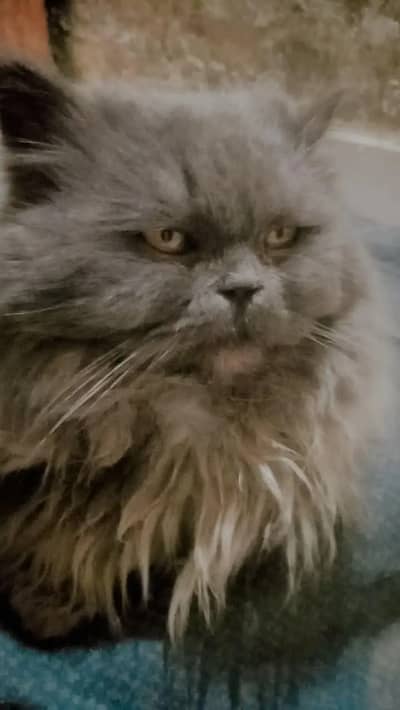 Persion Cat Tripple coted punch face