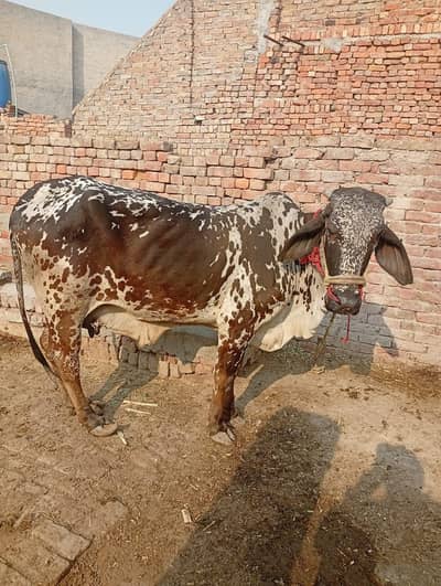 cow for sale