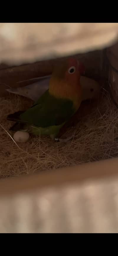 Violet opline palefellow into green/palefellow/b2