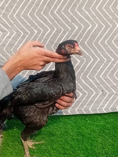 golden misri | desi murghi |eggs laying hens | kurak hen |fancy murgha