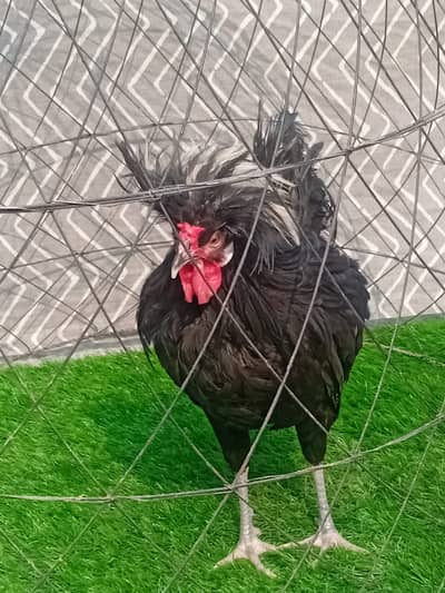 golden misri | desi murghi |eggs laying hens | kurak hen |fancy murgha