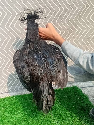 golden misri | desi murghi |eggs laying hens | kurak hen |fancy murgha