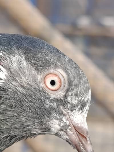 Ch teddy aur red eye