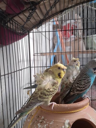 hogoromo males , king male ,spangle male, opline chick
