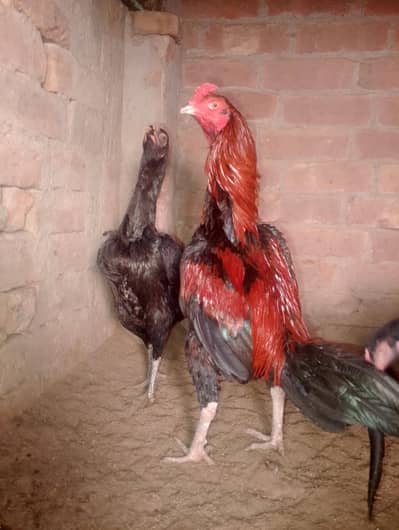 pure pakoya patha and Thai pakoya madian