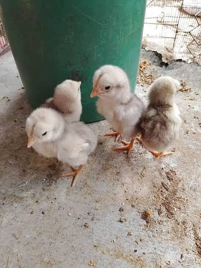Heera Aseel Chicks