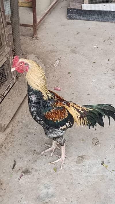 aseel jawa mianwali for sale