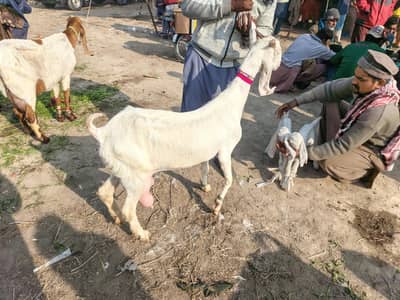 Rajan piuri bakri with 2 femail kids age 3 week