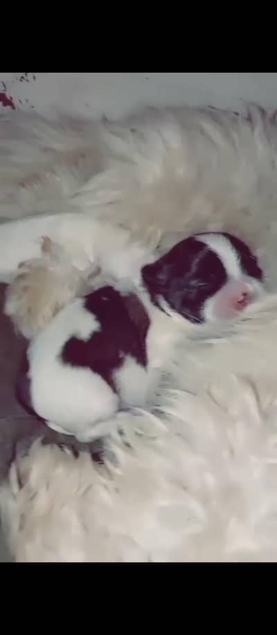 Shihtzu Pedigree line puppies available punch face full white rare