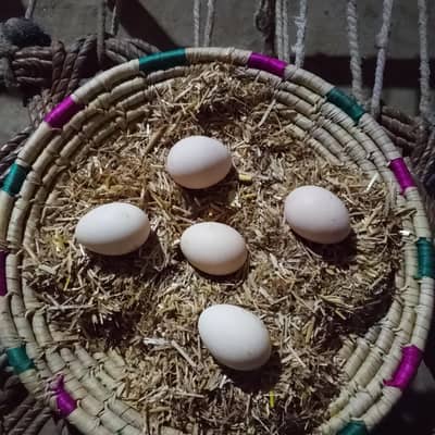 گھر کی مرغیوں کے تازہ دیسی انڈے