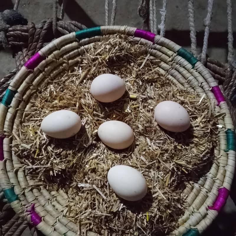 گھر کی مرغیوں کے تازہ دیسی انڈے 0
