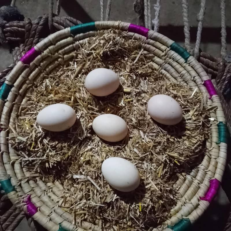 گھر کی مرغیوں کے تازہ دیسی انڈے 1
