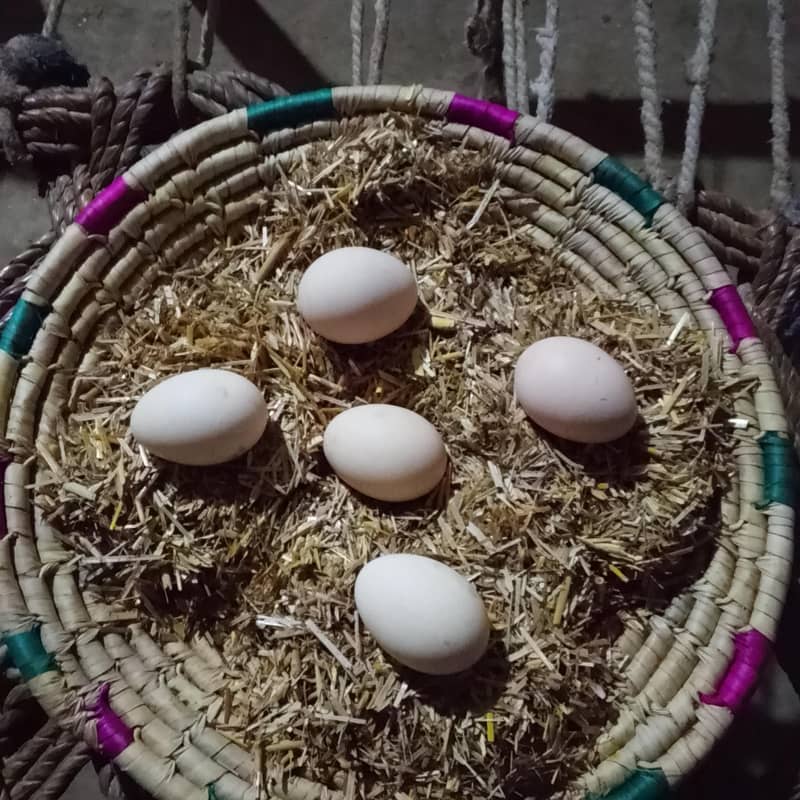 گھر کی مرغیوں کے تازہ دیسی انڈے 2
