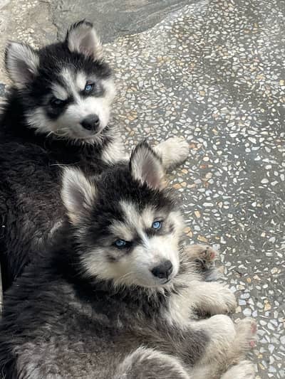 Siberian husky puppies blue eyes wooly coat and healthy active