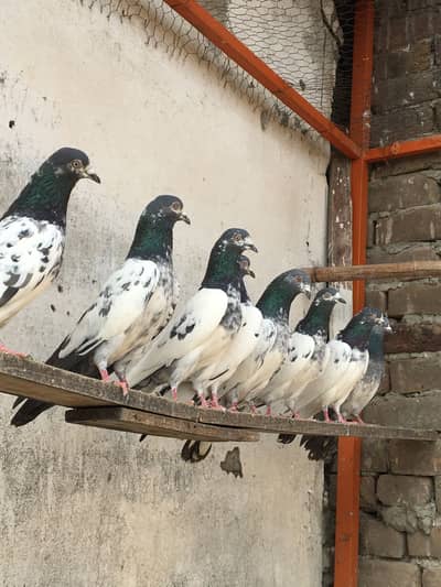 Top quality breeder kabotar pigeons