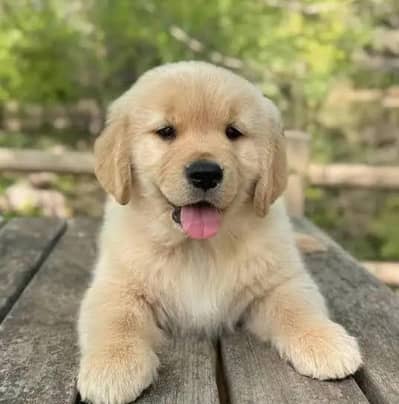 golden retriever puppies 03425655411