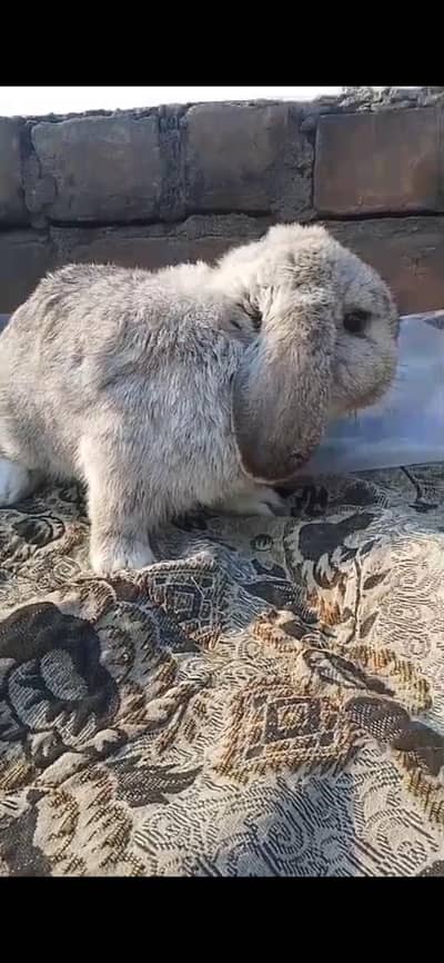 Supreme Quality silver Holland lop Breeder male rabbit