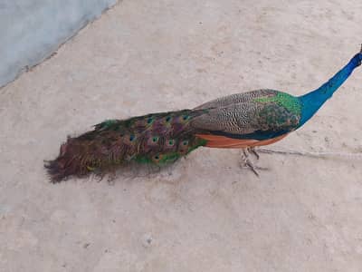 the peacock our national bird  and the king of bird