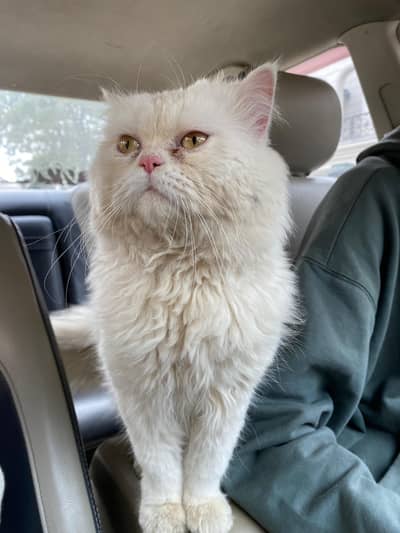 Persian cat