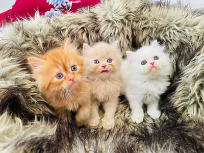 Pure Persian Cats & Kittens | Cash on Delivery | WhatsApp 0327-2663221