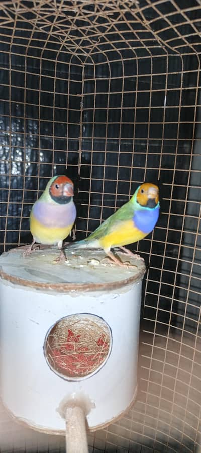 Coman goldian breedar pair