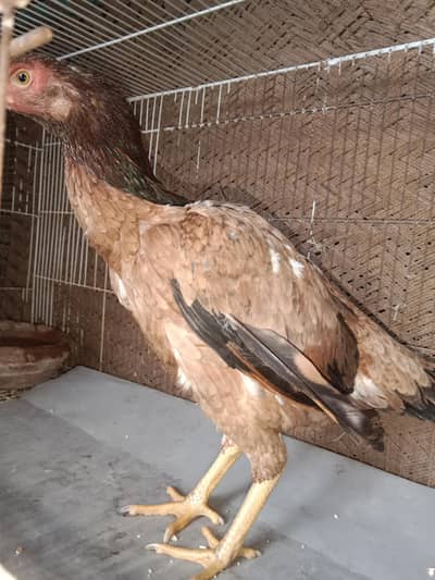 aseel female. 03330031118 contact number.  weight 1.700