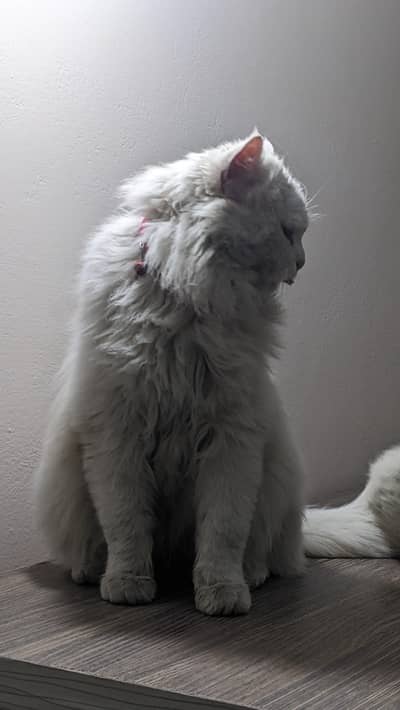 persion male  urgent sale