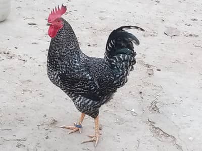 Plymouth Rock Pair on Egg