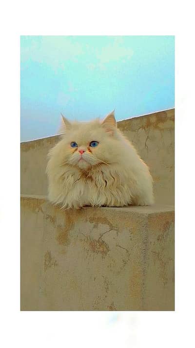 Persion Cat