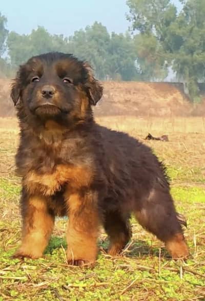 German Shepherd male long coat  available for sale