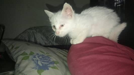 Persian kitten cute for sale