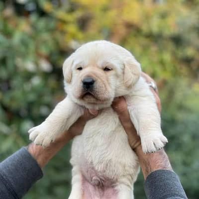 Labrador puppies available